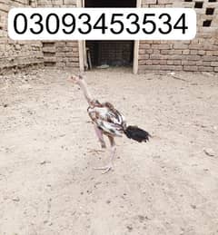 high quality Aseel Chicks For Sale