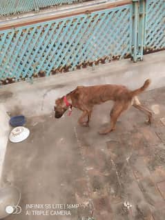 kuchi dog for sale age 5 month