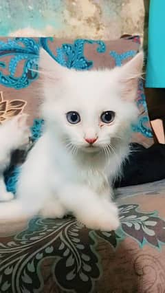 handsom Little white cat with blue & gray eyes