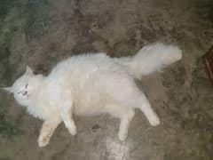 whire persian cat triple coated