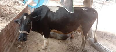 khoubsourt cow