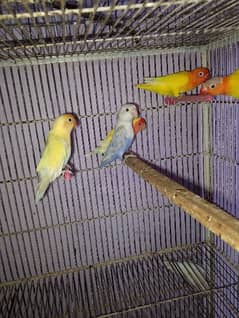 ready to breed Split red eye lovebirds available