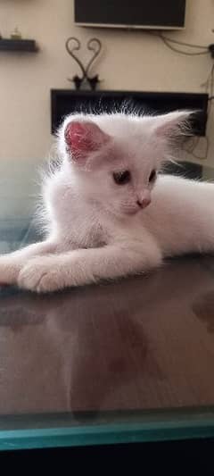Persian kitten 45 days old pure white color