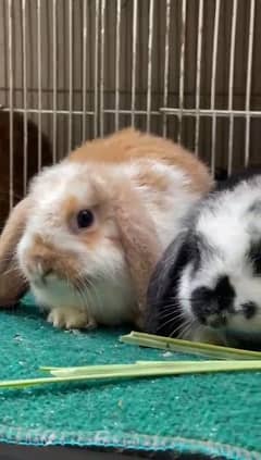Holland lop so beautiful healthy active cute and friendly baby pair