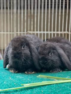 so beautiful jet black rabbit Holland lop pair