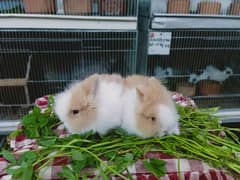 teddy bear dwarf rabbit baby pair so beautiful healthy active