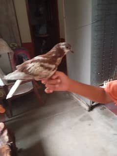 fully hand tame pigeons for sale haat sa Dana khata ha