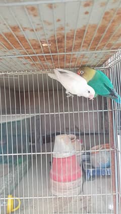 Love birds bonded pairs for sell