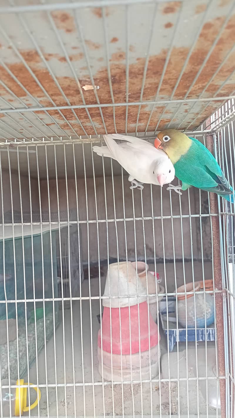 Love birds bonded pairs for sell 1