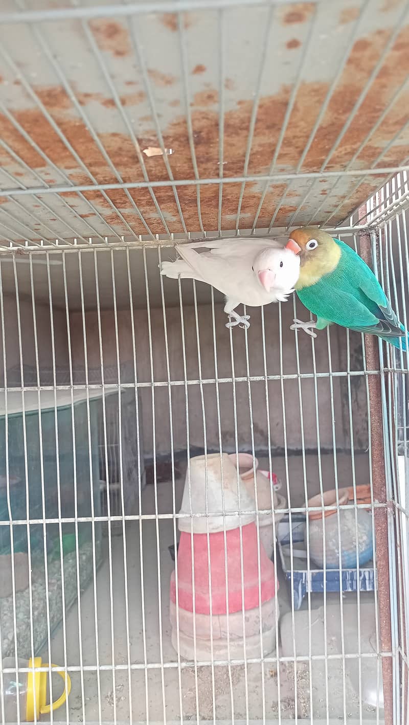 Love birds bonded pairs for sell 2