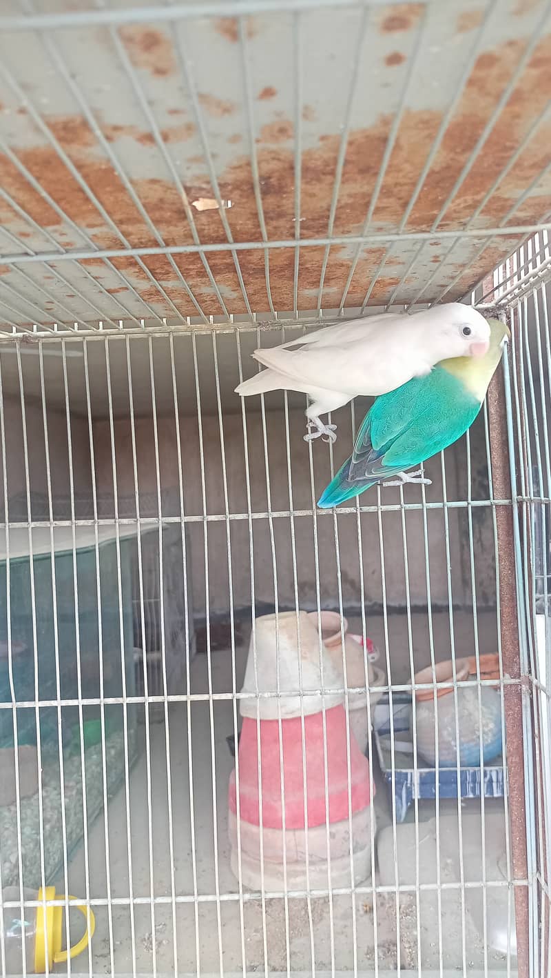 Love birds bonded pairs for sell 3