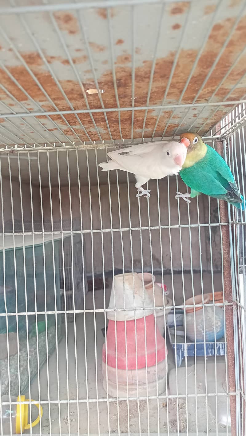 Love birds bonded pairs for sell 4