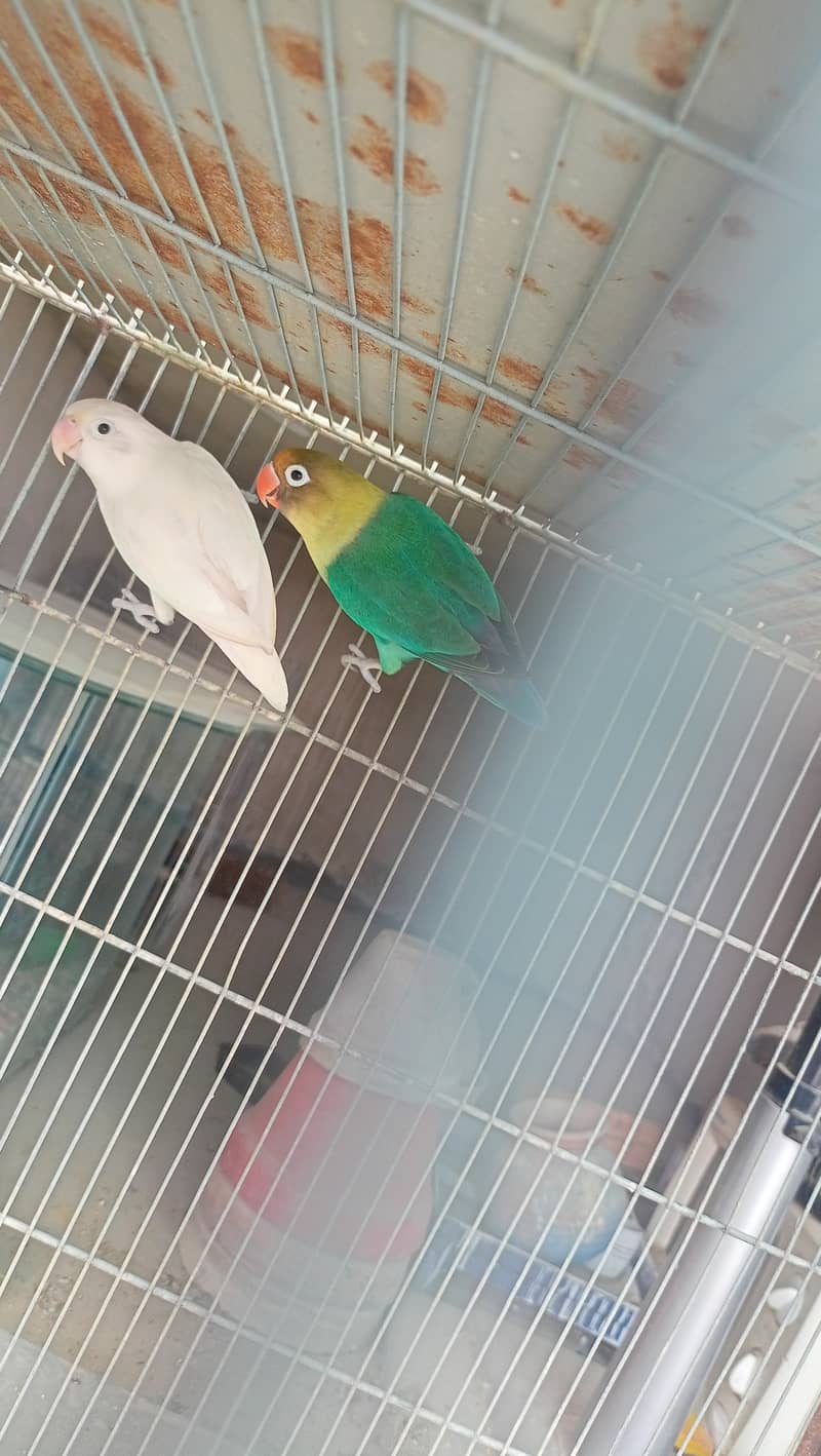 Love birds bonded pairs for sell 5