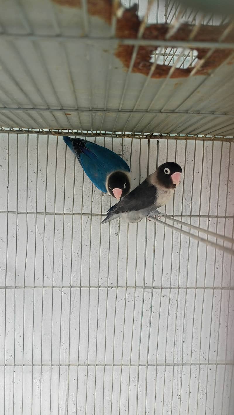 Love birds bonded pairs for sell 6