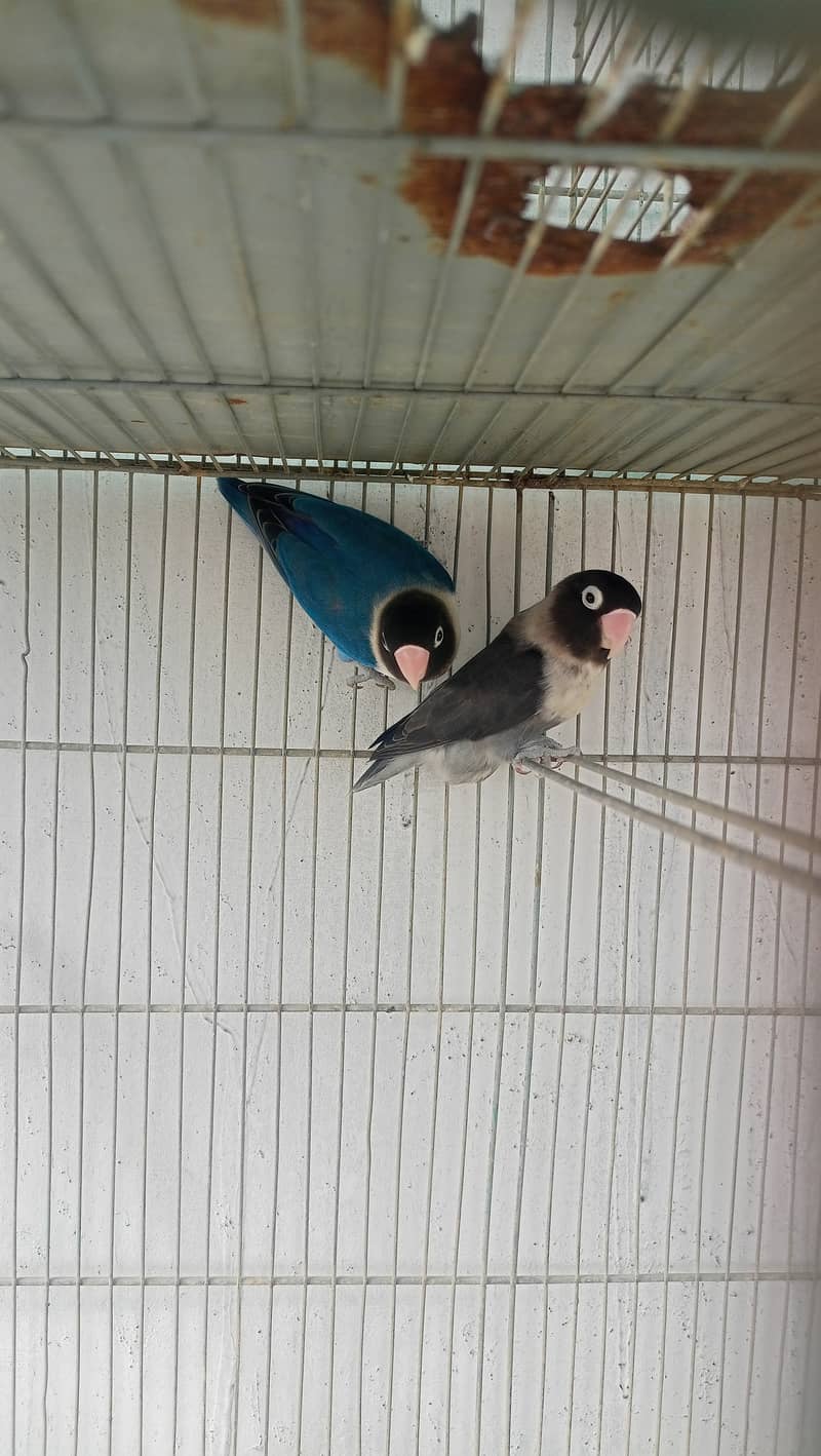 Love birds bonded pairs for sell 7