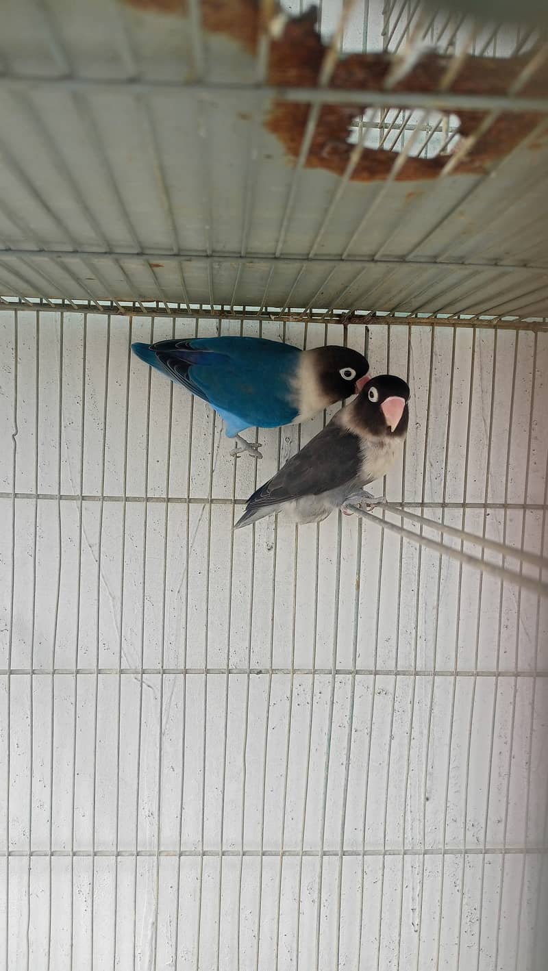 Love birds bonded pairs for sell 8