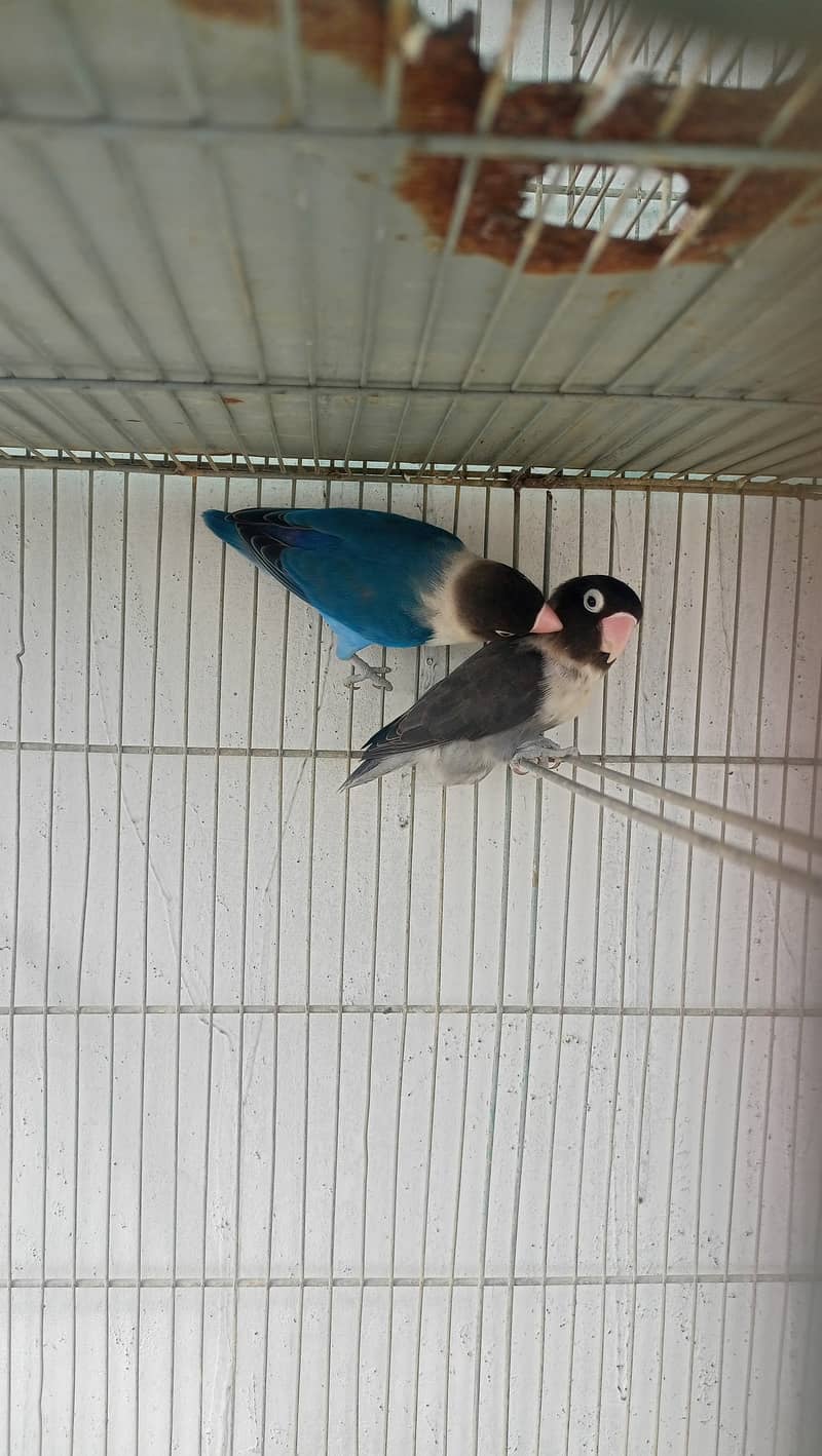 Love birds bonded pairs for sell 9