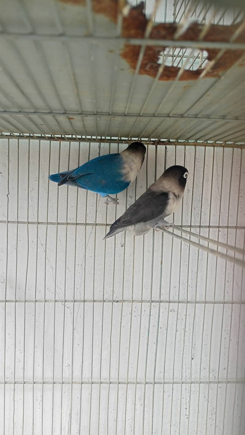 Love birds bonded pairs for sell 11