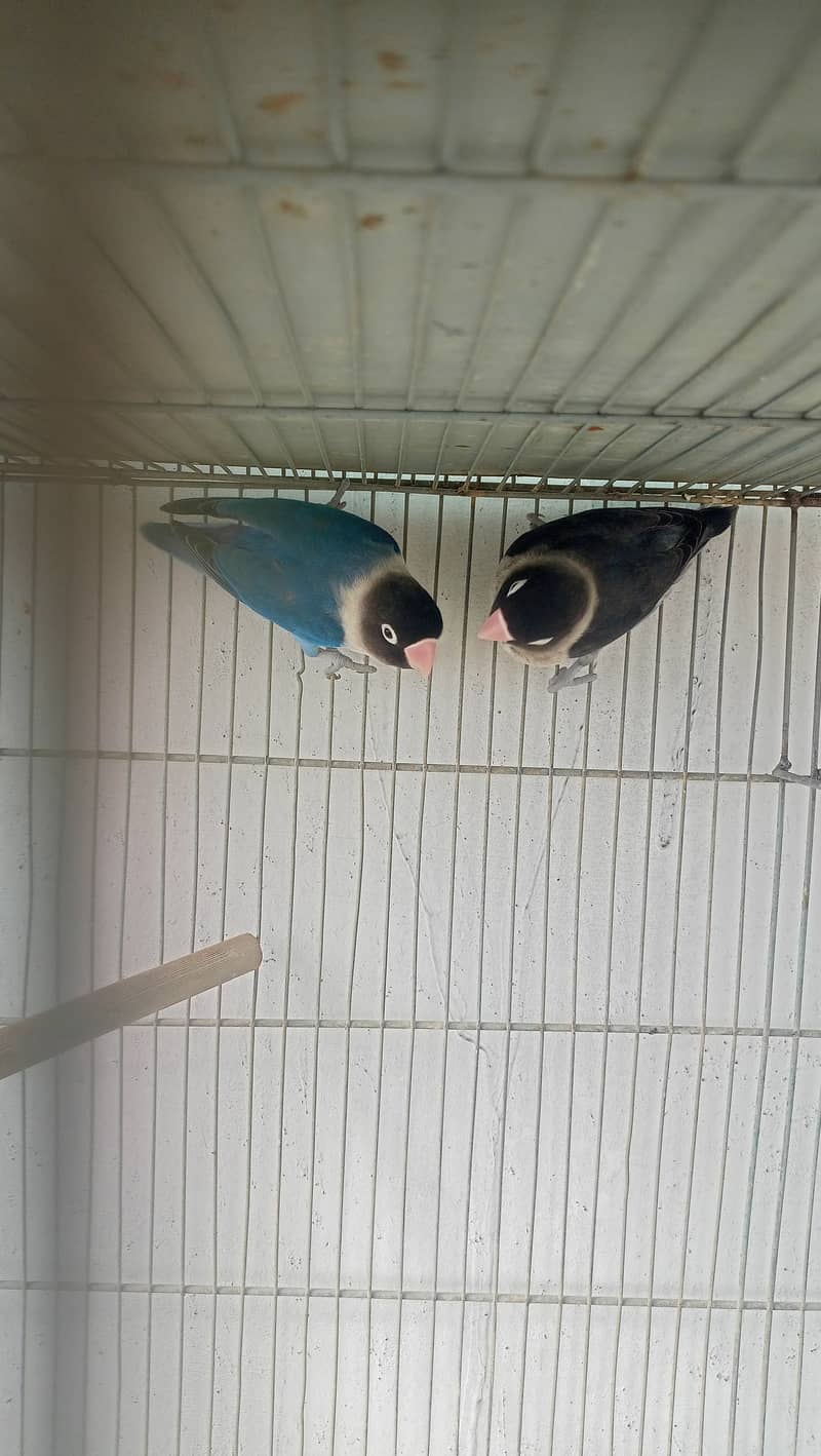 Love birds bonded pairs for sell 13