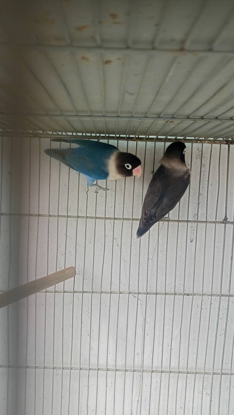 Love birds bonded pairs for sell 15