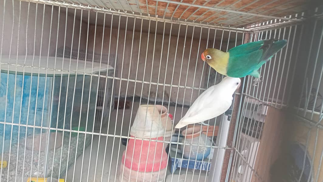 Love birds bonded pairs for sell 18