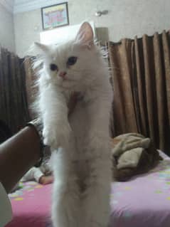 Pure triple coat Persian Cat kittens are availble with suitable Price