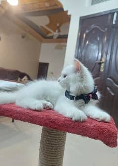 Persian Female Kitten