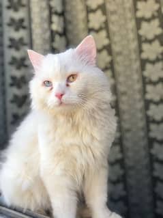 odd eye white Persian triple coated Male cat