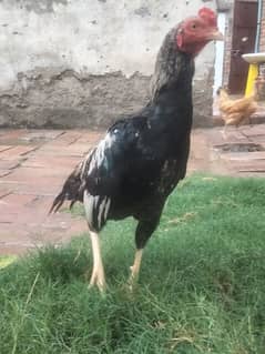 Aseel Mianwali cock