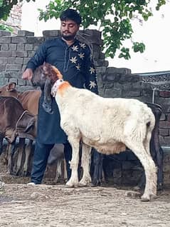 kajli sheep bachon Kay leay tyear sale