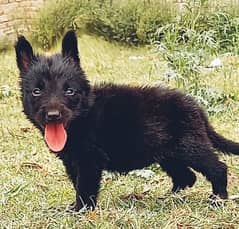 black Shepherd female Age 2 months for sale