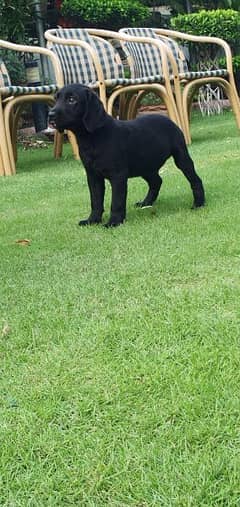 Labrador Puppies Male and Female both are Available