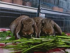 German lop Rabbit baby pair so beautiful healthy active cute pair