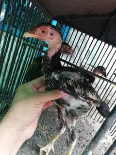 Hens aur Aseel chicks