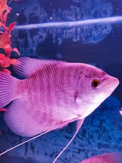 Giant Gouramis Gray