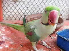 Parrot Available For Sale In Reasonable Price
