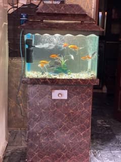 fish aquarium