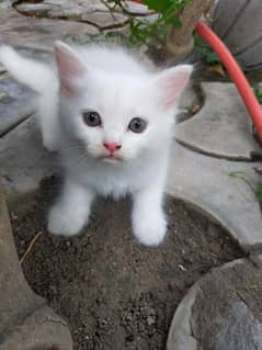 cute white 2 male kitten's