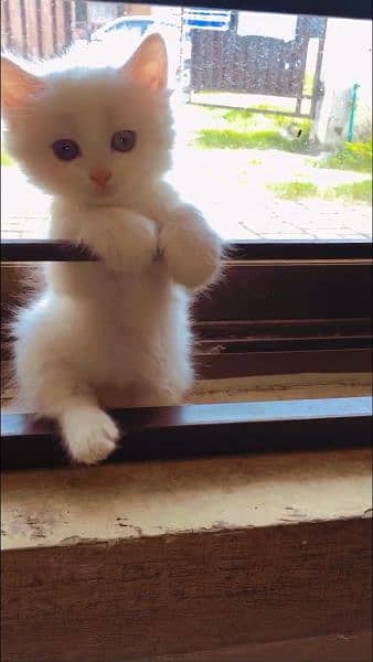 pure Persian kitten, triple coated, semi punch face for sale 0