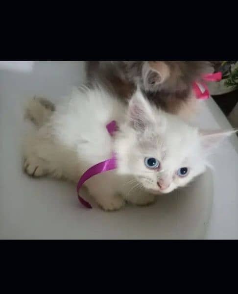 pure Persian kitten, triple coated, semi punch face for sale 3