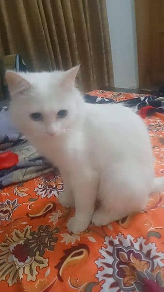 pure Persian kitten, triple coated, semi punch face for sale 6