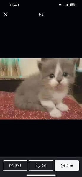 pure Persian kitten, triple coated, semi punch face for sale 7