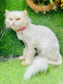 persian Beautiful female cat