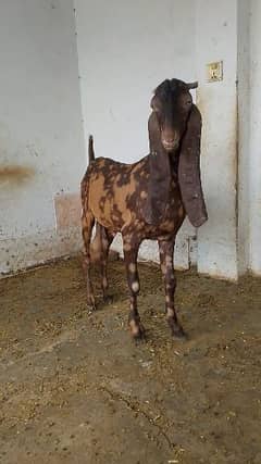 Breeder Bakra