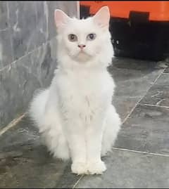 Persian cats high quality