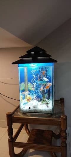 fish aquarium with good active fishes