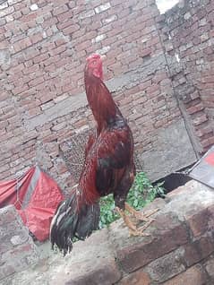 BEST BREEDER. LAKHA ASEEL. ACTIVE PIECE AND FANCY PIGEON 2000 OTR 1000