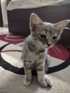 persian kitten(3.5months old)