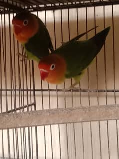 lovebirds pairs