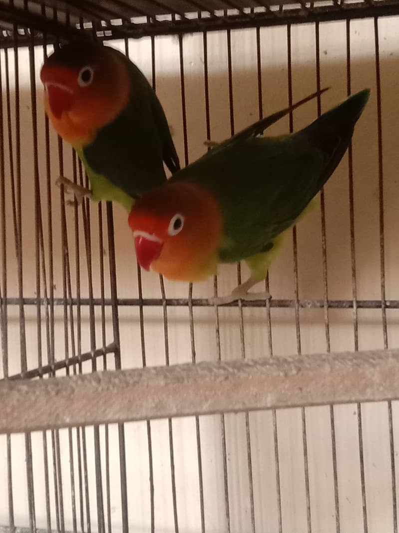 lovebirds pairs 0